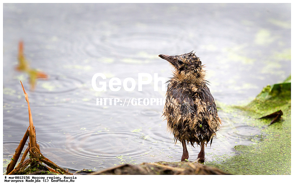 �����������, ���������� �������, ������� ������, ������, ��������, ��������, �����, �����, ��������, �����������, ������� �����, ������� �����, XYZ, ��������, Laridae, ������ �����, ������� �����, ������������ �����, ������ �����, Larus ridibundus, Chroicocephalus ridibundus