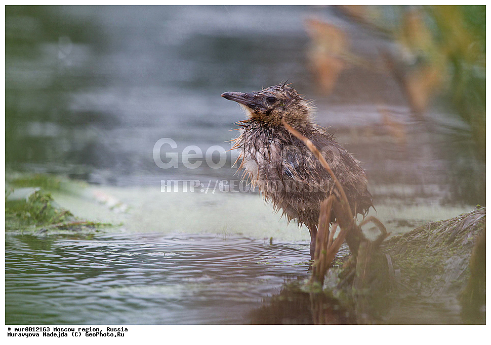 �����������, ���������� �������, ������� ������, ������, ��������, ��������, �����, �����, ��������, �����������, ������� �����, ������� �����, XYZ, ��������, Laridae, ������ �����, ������� �����, ������������ �����, ������ �����, Larus ridibundus, Chroicocephalus ridibundus