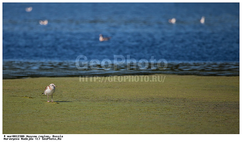 �����������, ���������� �������, ������� ������, ������, ��������, ��������, �����, �����, ��������, �����������, ������� �����, ������� �����, XYZ, ��������, Laridae, ������ �����, ������� �����, ������������ �����, ������ �����, Larus ridibundus, Chroicocephalus ridibundus