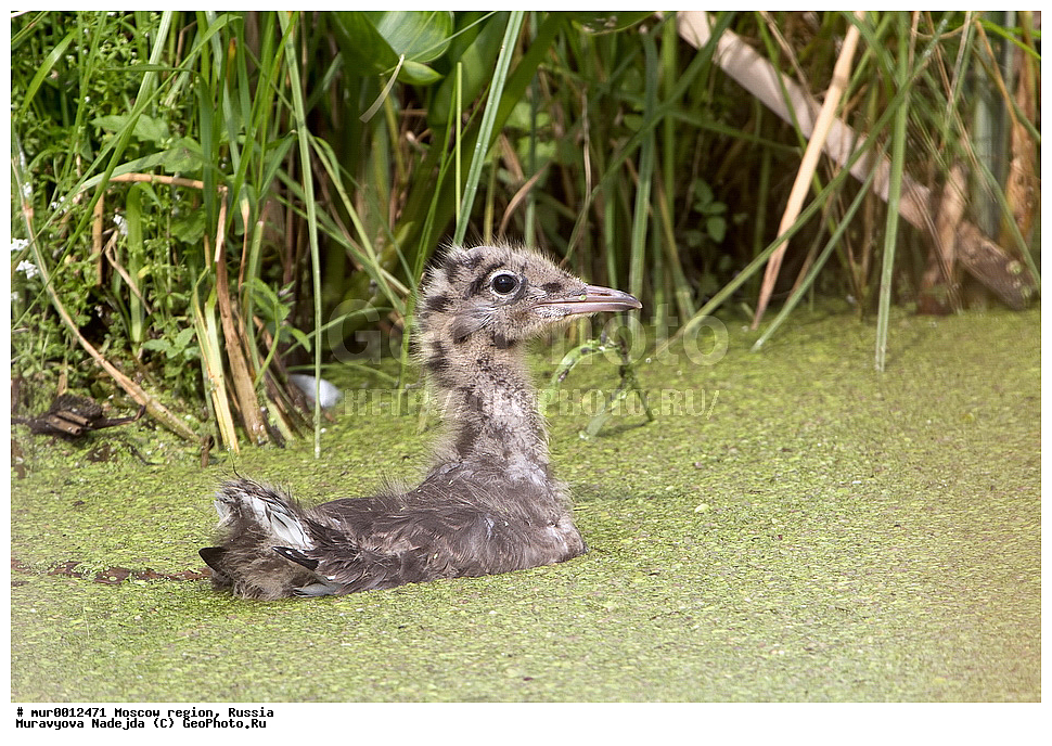 �����������, ���������� �������, ������� ������, ������, ��������, ��������, �����, �����, ��������, �����������, ������� �����, ������� �����, XYZ, ��������, Laridae, ������ �����, ������� �����, ������������ �����, ������ �����, Larus ridibundus, Chroicocephalus ridibundus