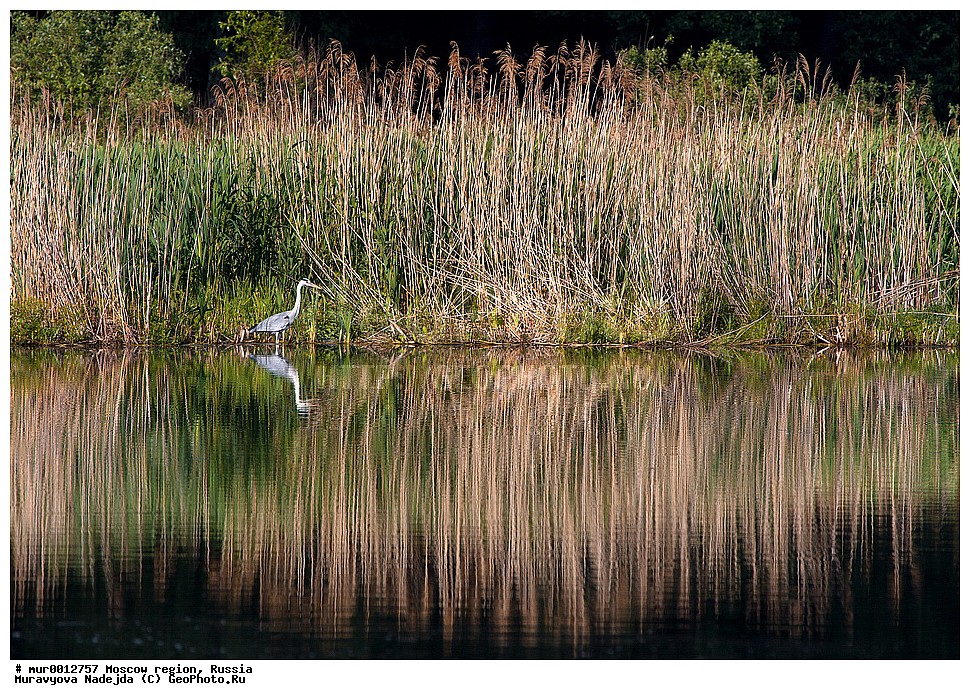 �������, ���������� �������, ������, ��������, ��������, �����, �����, ��������, �����������, XYZ, ��������, Ardeidae, ����� �����, Ardea cinerea