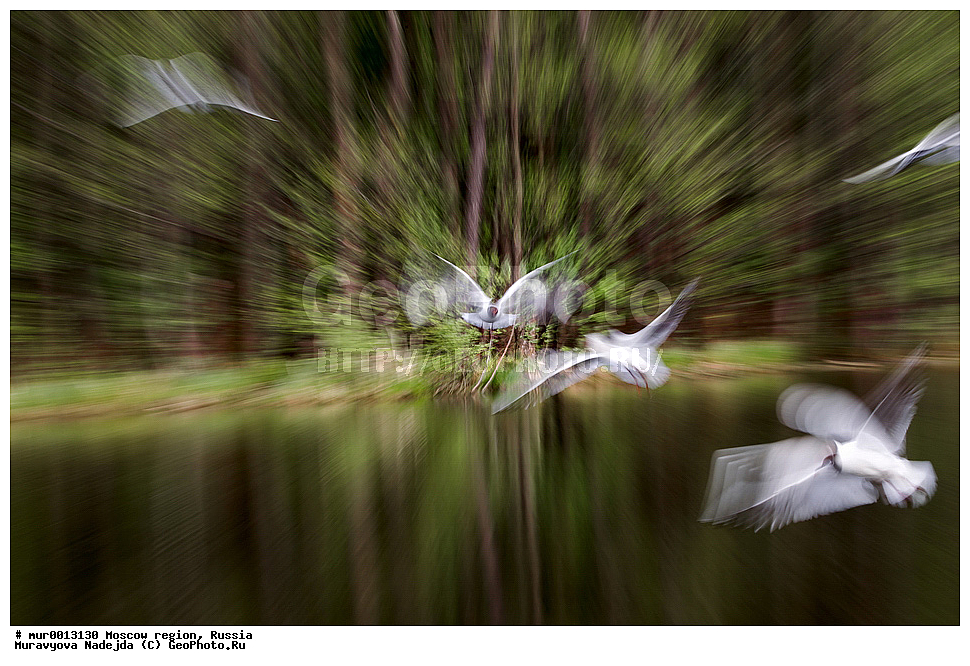 �����������, ���������� �������, ������� ������, ������, ��������, ��������, �����, �����, ��������, �����������, ������� �����, ������� �����, XYZ, ��������, Laridae, ������ �����, ������� �����, ������������ �����, ������ �����, Larus ridibundus, Chroicocephalus ridibundus