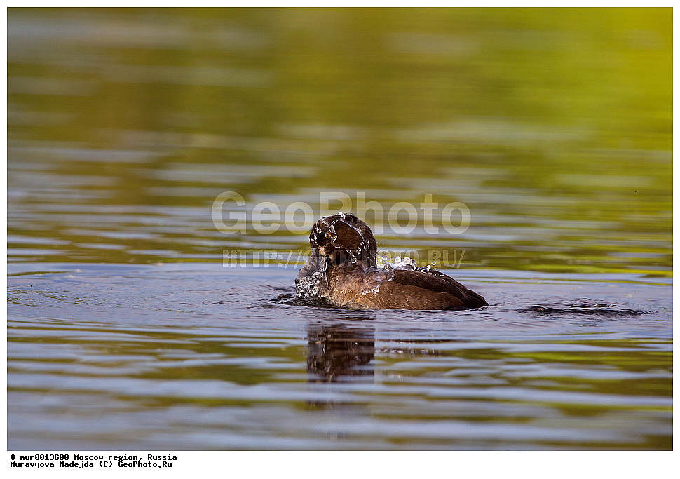 �����������, ���������� �������, ������� ������, ������, ��������, ��������, �����, �����, ��������, �����������, , �����������������, ������������� �����, ������������� �����, XYZ, ������, Anatidae, �������� �������, Aythya fuligula