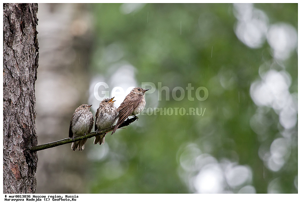 �����������, ���������� �������, �������, ������, ��������, ��������, �����, �����, ��������, �����������, XYZ, ������������, Muscicapidae, ���������-���������, Ficedula hypoleuca