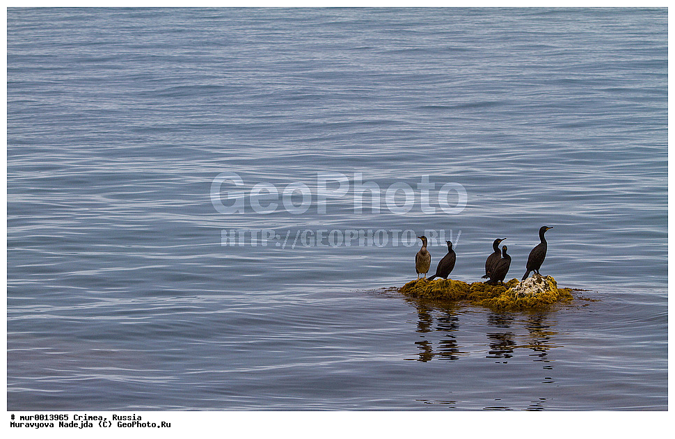 �������� ����������, ����, ���������, ������, ��������, ��������, �����, �����, ��������, �����������, ������� �����, ������� �����, XYZ, ����������, Phalacrocoracidae, ������� ������, Phalacrocorax carbo