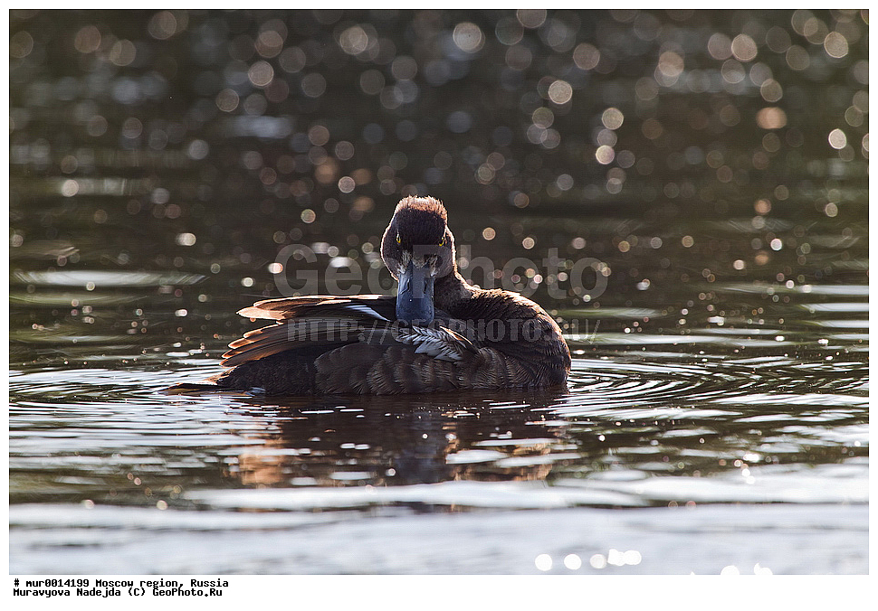 �����������, ���������� �������, ������� ������, ������, ��������, ��������, �����, �����, ��������, �����������, , �����������������, ������������� �����, ������������� �����, XYZ, ������, Anatidae, �������� �������, Aythya fuligula