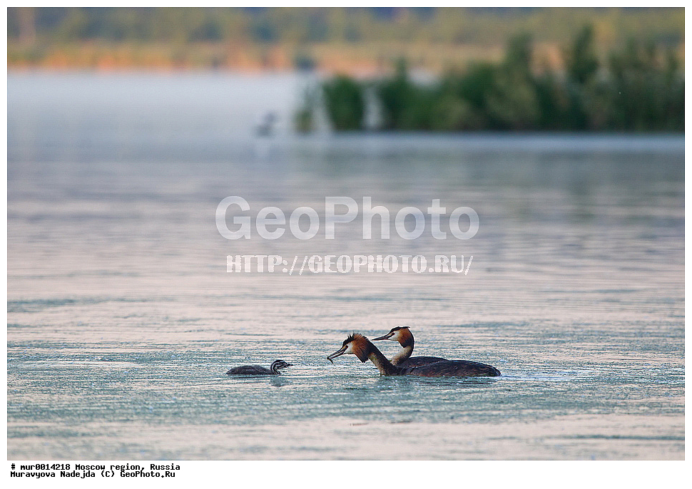 �����������, ���������� �������, ������� ������, ������, ��������, ��������, �����, �����, ��������, �����������, ������� �����, ������� �����, XYZ, ����������, Podicipedidae, ������� �������, �����, Podiceps cristatus