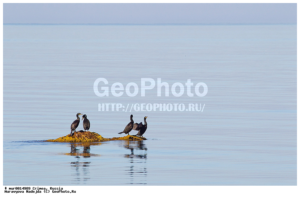 �������� ����������, ����, ���������, ������, ��������, ��������, �����, �����, ��������, �����������, ������� �����, ������� �����, XYZ, ����������, Phalacrocoracidae, ������� ������, Phalacrocorax carbo