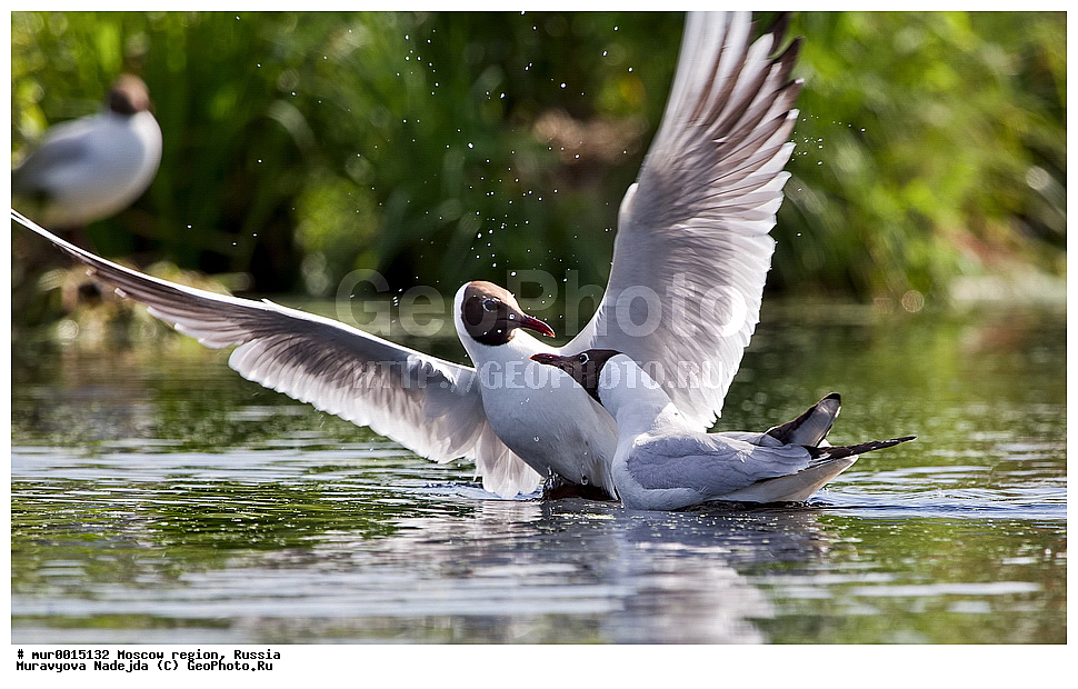 �����������, ���������� �������, ������� ������, ������, ��������, ��������, �����, �����, ��������, �����������, ������� �����, ������� �����, XYZ, ��������, Laridae, ������ �����, ������� �����, ������������ �����, ������ �����, Larus ridibundus, Chroicocephalus ridibundus