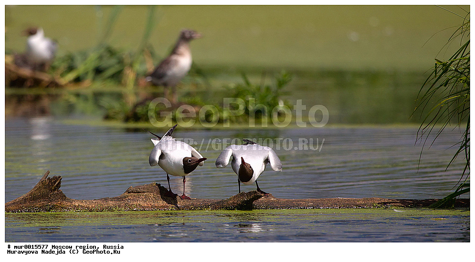 �����������, ���������� �������, ������� ������, ������, ��������, ��������, �����, �����, ��������, �����������, ������� �����, ������� �����, XYZ, ��������, Laridae, ������ �����, ������� �����, ������������ �����, ������ �����, Larus ridibundus, Chroicocephalus ridibundus