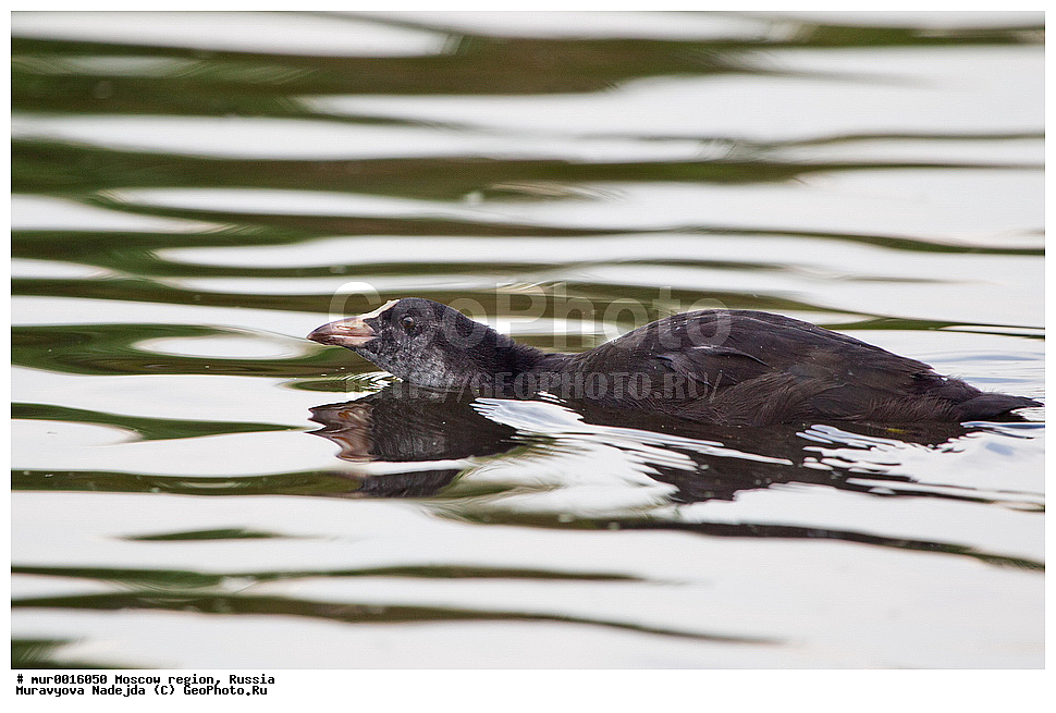 �����������, ���������� �������, ������� ������, ������, ��������, ��������, �����, �����, ��������, �����������, XYZ, �����������, Rallidae, ������, �����, Fulica atra