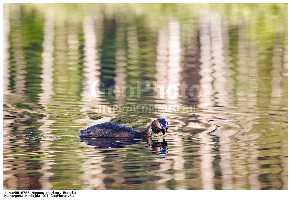 �����������, ���������� �������, ������� ������, ������, ��������, ��������, �����, �����, ��������, �����������, ������� �����, ������� �����, XYZ, ����������, Podicipedidae, ������� �������, �����, Podiceps cristatus