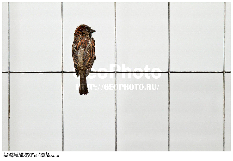 ������, ������, ��������, ��������, �����, �����, ��������, �����������, XYZ, ����������, Passeridae, Passer domesticus, ������� �������