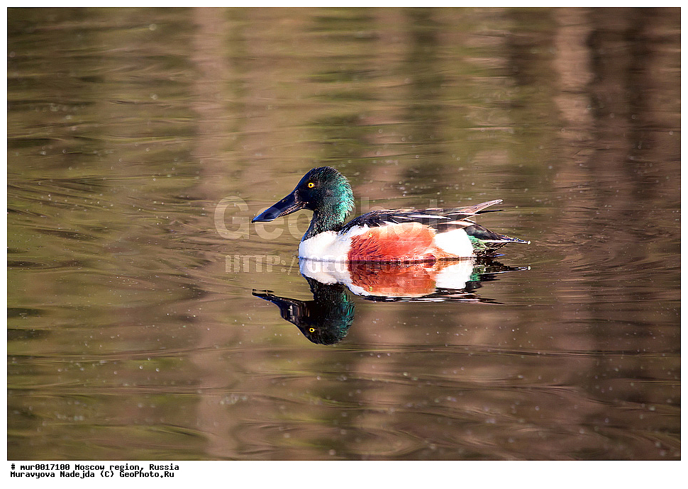 �����������, ���������� �������, ������� ������, ������, ��������, ��������, �����, �����, ��������, �����������, , �����������������, ������������� �����, ������������� �����, XYZ, ������, Anatidae, �����������, Anas clypeata