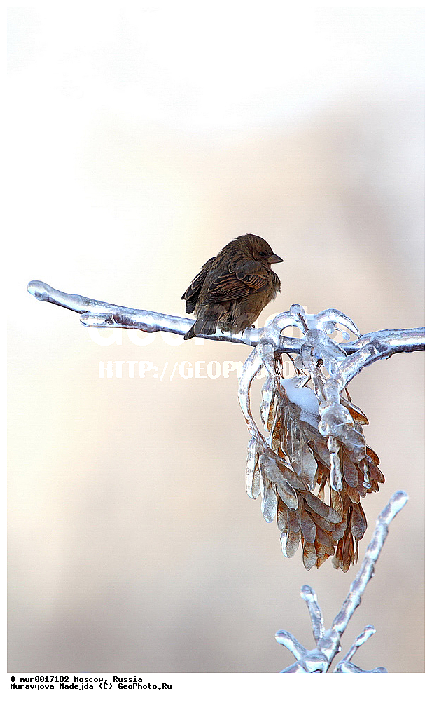 ������, ������, ��������, ��������, �����, �����, ��������, �����������, XYZ, ����������, Passeridae, Passer domesticus, ������� �������