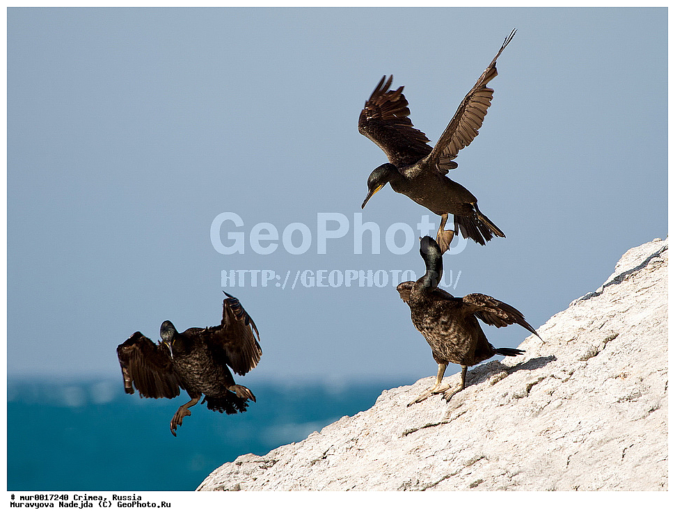 �������� ����������, ����, ���������, ������, ��������, ��������, �����, �����, ��������, �����������, ������� �����, ������� �����, XYZ, ����������, Phalacrocoracidae, ������� ������, Phalacrocorax carbo