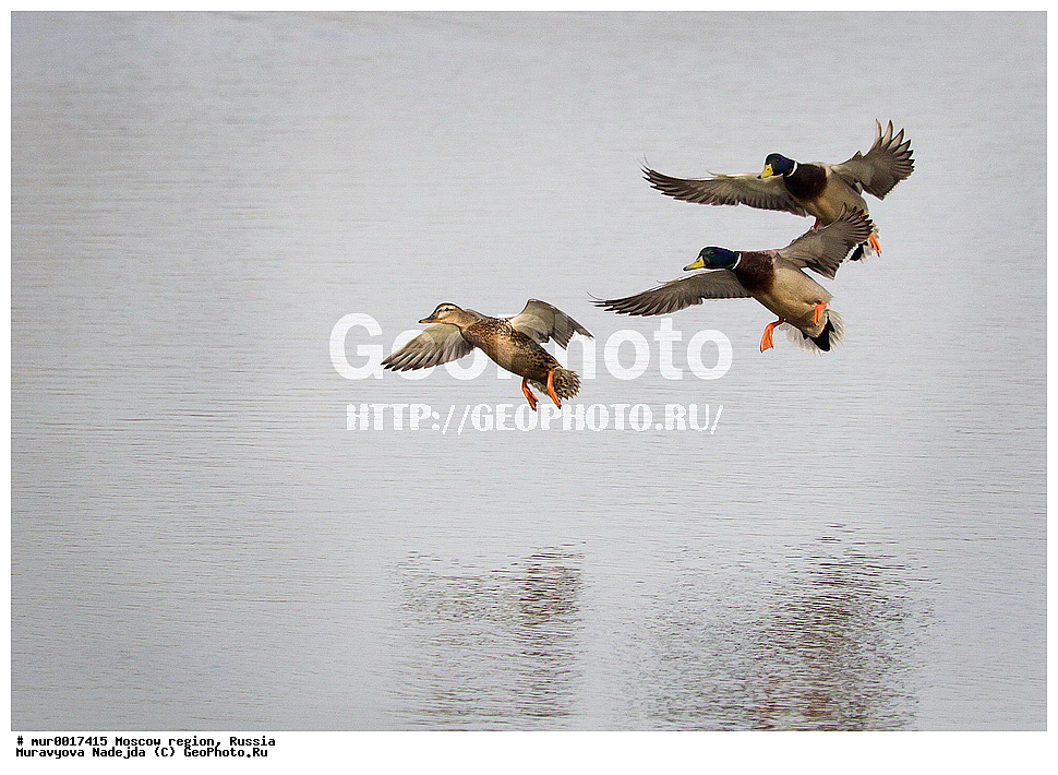 �����������, ���������� �������, ������� ������, ������, ��������, ��������, �����, �����, ��������, �����������, , �����������������, ������������� �����, ������������� �����, XYZ, ������, Anatidae, ������, Anas platyrhynchos