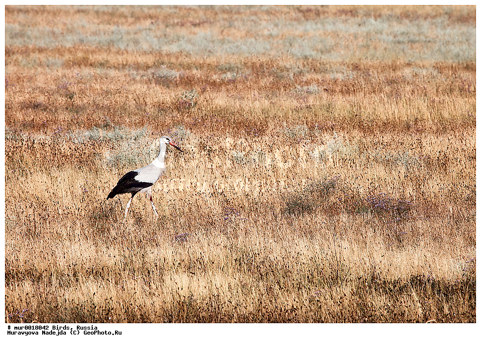 ��������, ��������, �����, �����, ��������, �����������, XYZ, �������� ����������, ����, �����, ������, XYZ, ��������, Ciconiidae, ����� ����, Ciconia ciconia