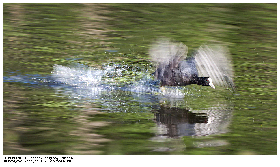 �����������, ���������� �������, ������� ������, ������, ��������, ��������, �����, �����, ��������, �����������, XYZ, �����������, Rallidae, ������, �����, Fulica atra