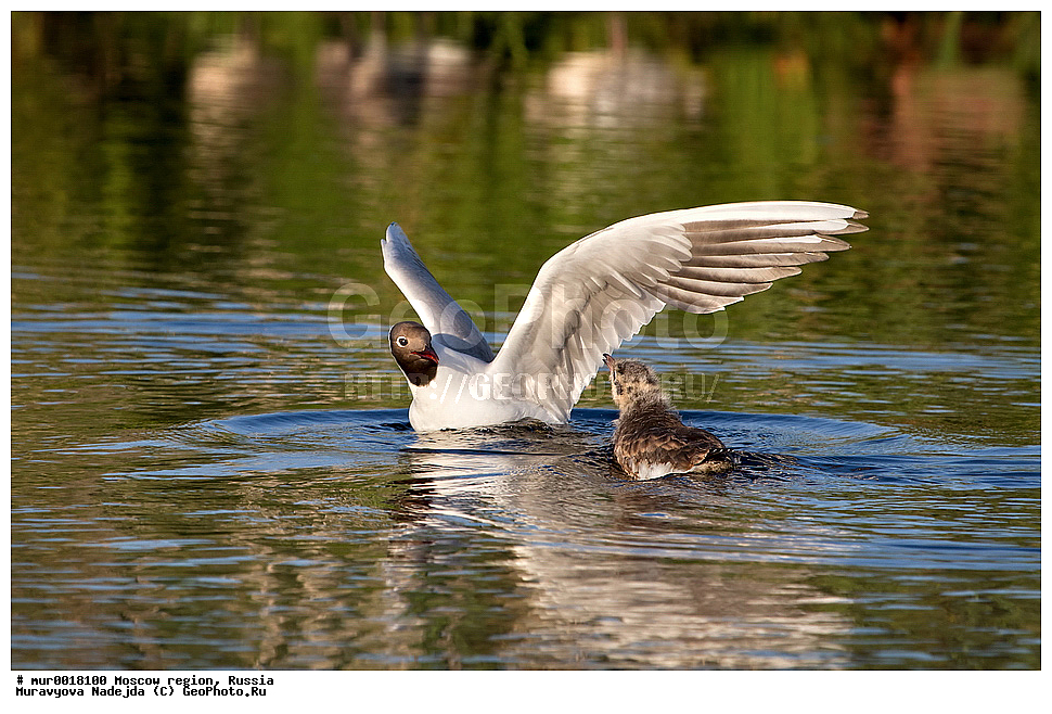 �����������, ���������� �������, ������� ������, ������, ��������, ��������, �����, �����, ��������, �����������, ������� �����, ������� �����, XYZ, ��������, Laridae, ������ �����, ������� �����, ������������ �����, ������ �����, Larus ridibundus, Chroicocephalus ridibundus