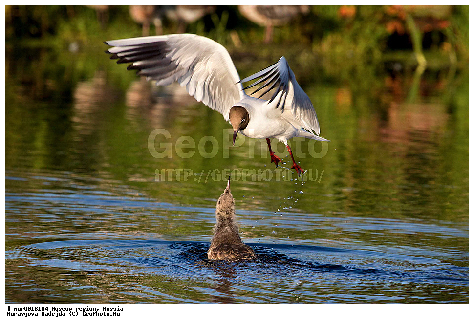 �����������, ���������� �������, ������� ������, ������, ��������, ��������, �����, �����, ��������, �����������, ������� �����, ������� �����, XYZ, ��������, Laridae, ������ �����, ������� �����, ������������ �����, ������ �����, Larus ridibundus, Chroicocephalus ridibundus