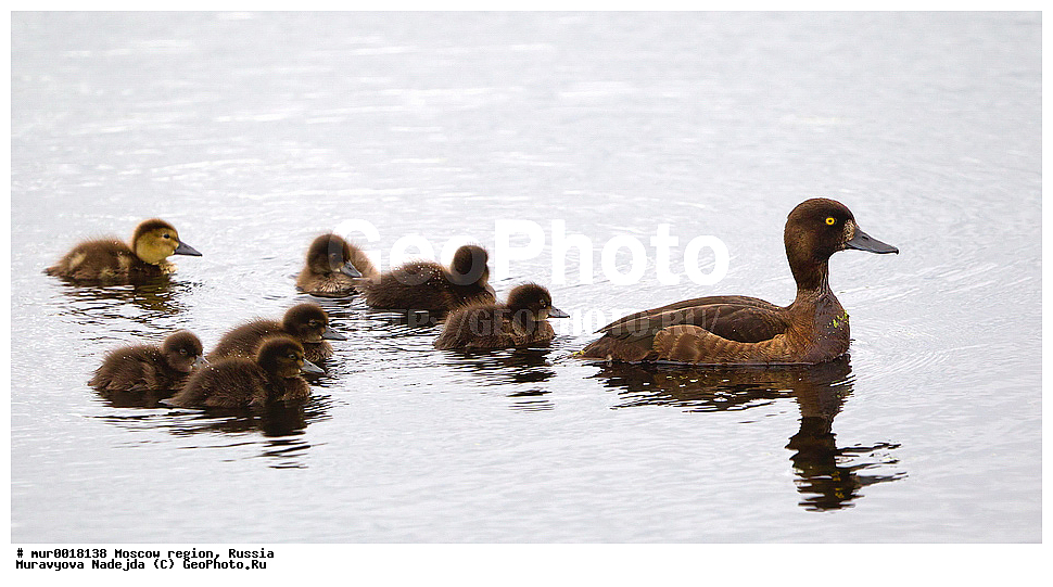 �����������, ���������� �������, ������� ������, ������, ��������, ��������, �����, �����, ��������, �����������, , �����������������, ������������� �����, ������������� �����, XYZ, ������, Anatidae, �������� �������, Aythya fuligula