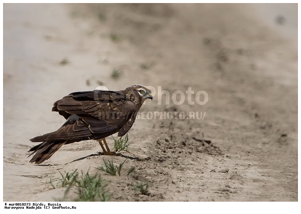 ������������� ����, ������������, ������, XYZ, ������ �����, ������ �����, ����������, Accipitridae, ������� ����, Circus pygargus, �����, ��������, ��������, �����, �����, ��������, �����������