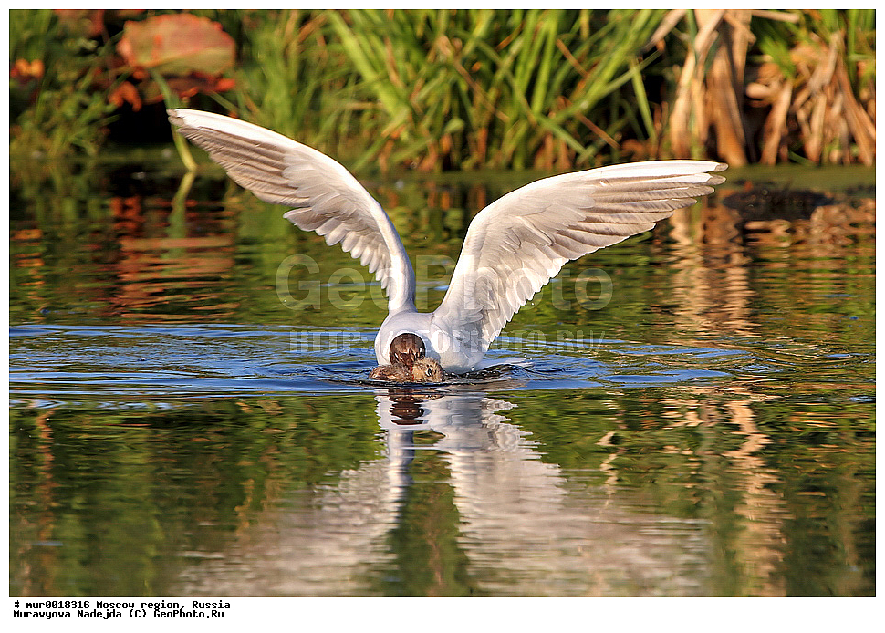 �����������, ���������� �������, ������� ������, ������, ��������, ��������, �����, �����, ��������, �����������, ������� �����, ������� �����, XYZ, ��������, Laridae, ������ �����, ������� �����, ������������ �����, ������ �����, Larus ridibundus, Chroicocephalus ridibundus