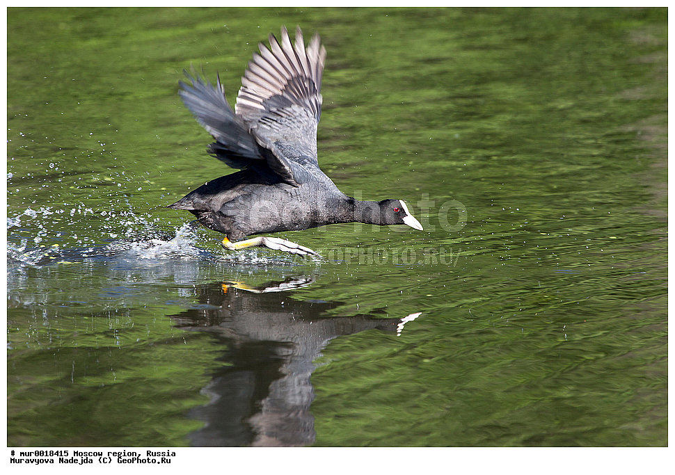 �����������, ���������� �������, ������� ������, ������, ��������, ��������, �����, �����, ��������, �����������, XYZ, �����������, Rallidae, ������, �����, Fulica atra