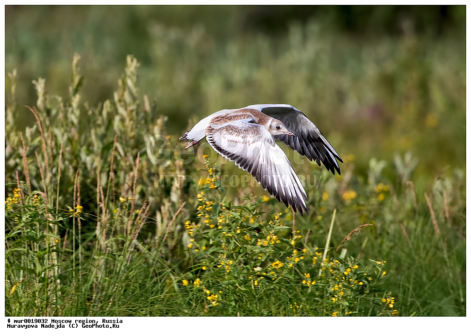 �����������, ���������� �������, ������� ������, ������, ��������, ��������, �����, �����, ��������, �����������, ������� �����, ������� �����, XYZ, ��������, Laridae, ������ �����, ������� �����, ������������ �����, ������ �����, Larus ridibundus, Chroicocephalus ridibundus