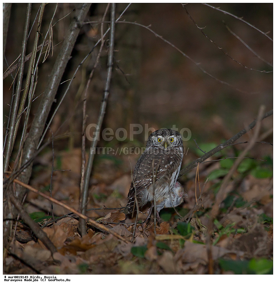 ��������, ��������, �����, �����, ��������, �����������, XYZ, ������� ������������ ���, ������, ���, ������, ����������, Passeridae, ���������� ���, Glaucidium passerinum