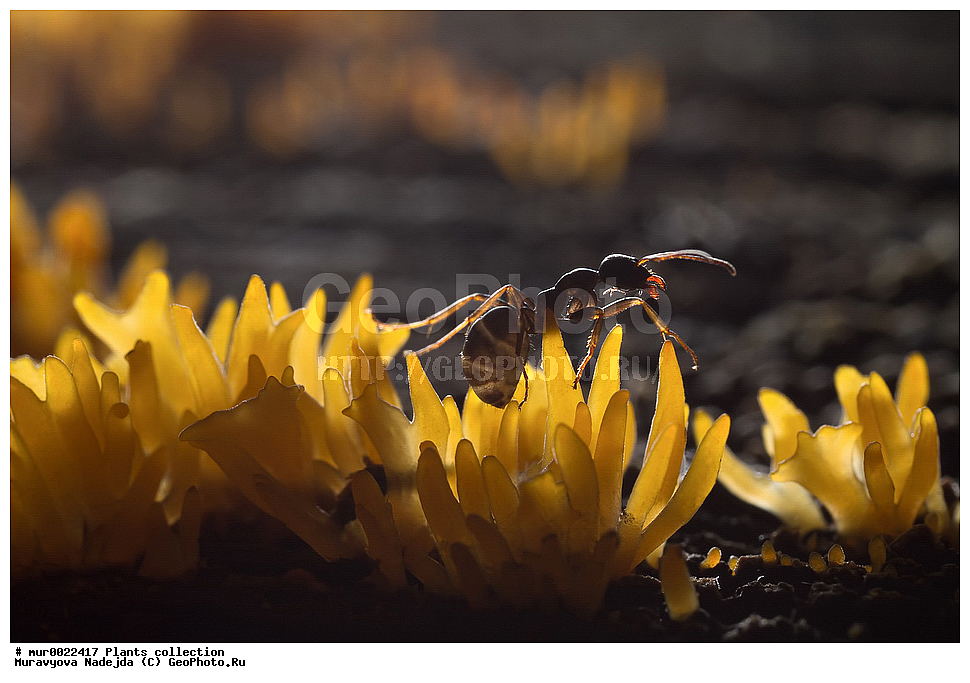 ��������, �����, �������� ����������, �������
