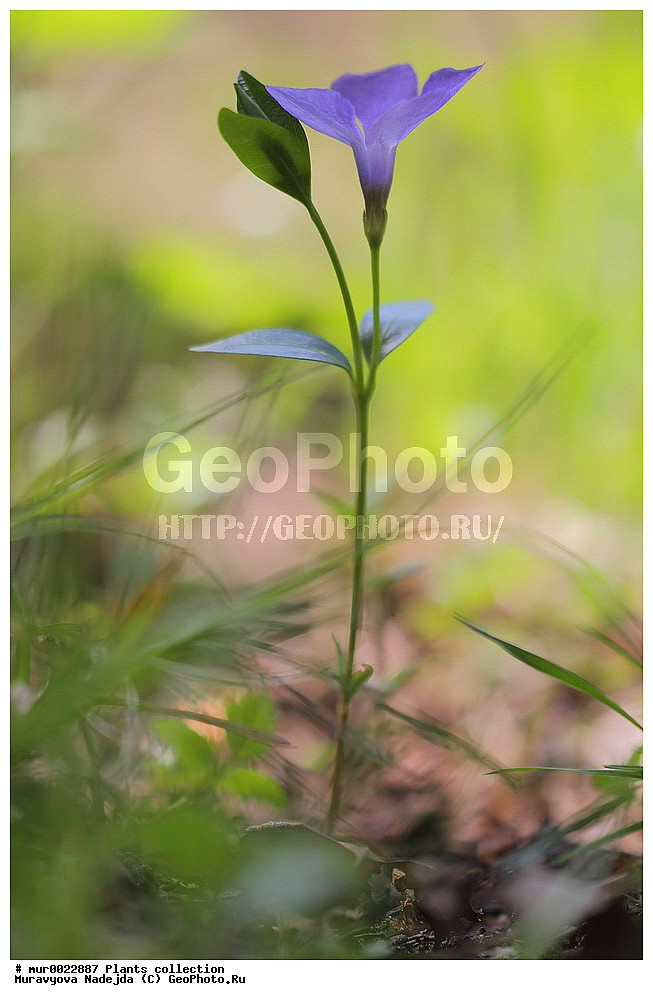 ��������, �����, ��́������, �����́���
