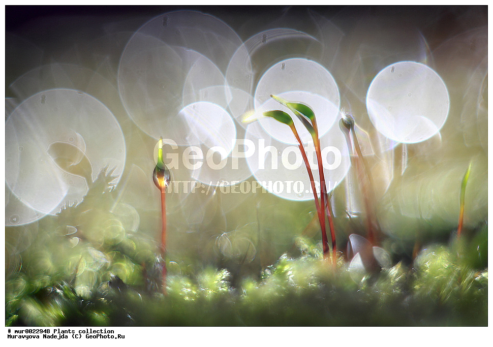 ��������, �����, ��������� ���, ���, �������� �� ������������