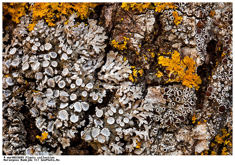 ��������, �����, ������ �������, ������ ����������,
��������� ���������,  ���������, ������� ����������, 
�������� ��������
