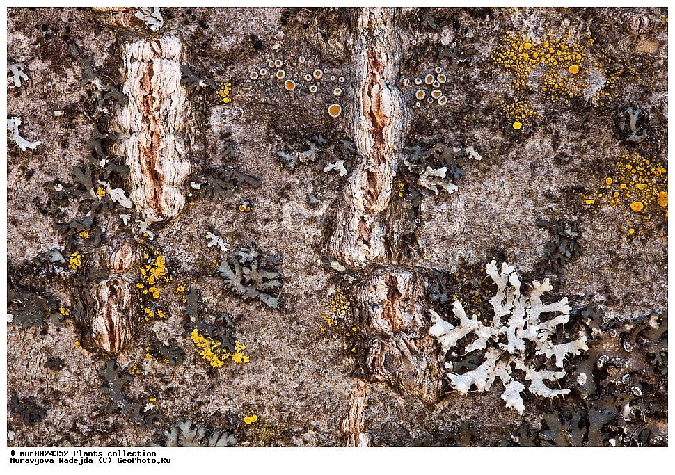 ��������, �����, �������� �����������, ��������