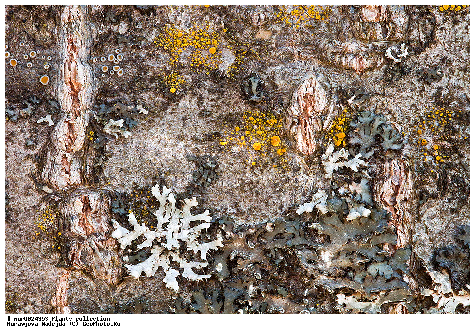 ��������, �����, �������� �����������, ��������