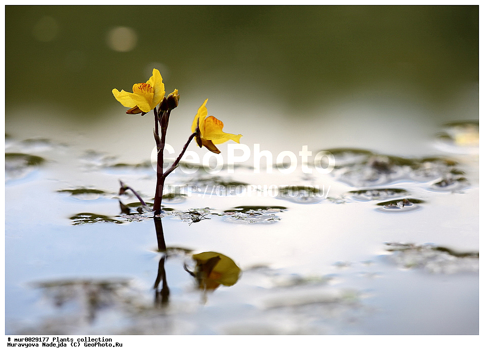 ��������, �����, ����������, ���������, ����, �����������, ���������� �������, �������, ������� ������, ������, ��������, �����, ������ ��������, ���������� ��������, ������������ ��������, ������������ ��������, ������, �����, ����������� ��������, �����, ����������� ��������, �����, ����������� ��������, �����������, ������ ��������, �����, ���������� ��������, ������������ ��������, ������������ ��������, ������, �����, XYZ, �������������, Lentibulariaceae, ���������� ������������, Utricularia vulgaris
