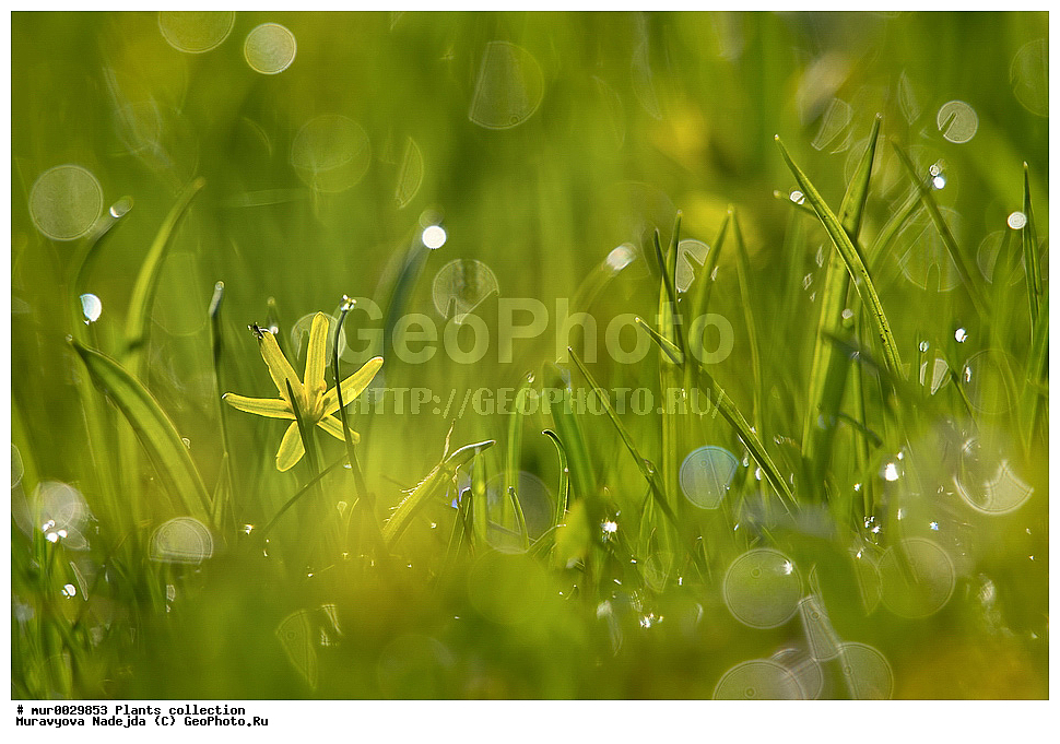 ��������, �����, ����́����, ������� ���,  ������ ���, �������, ������� ��� �����,  ����� �����
