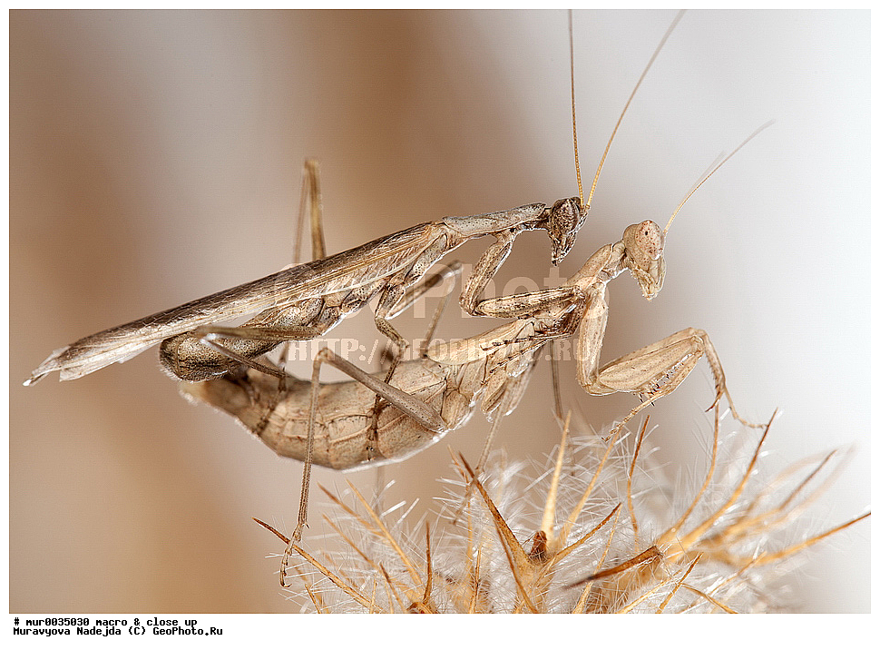 �����������, ���������, �����, ��������������, �������������, ��������������