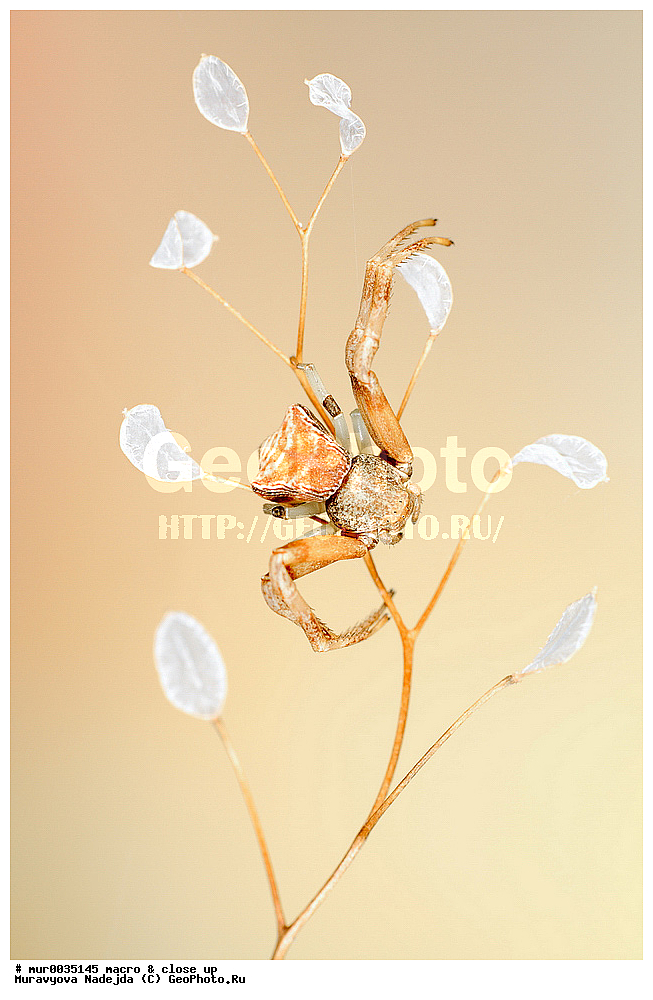 �����������, ���������, �����, ��������������, �������������, ��������������