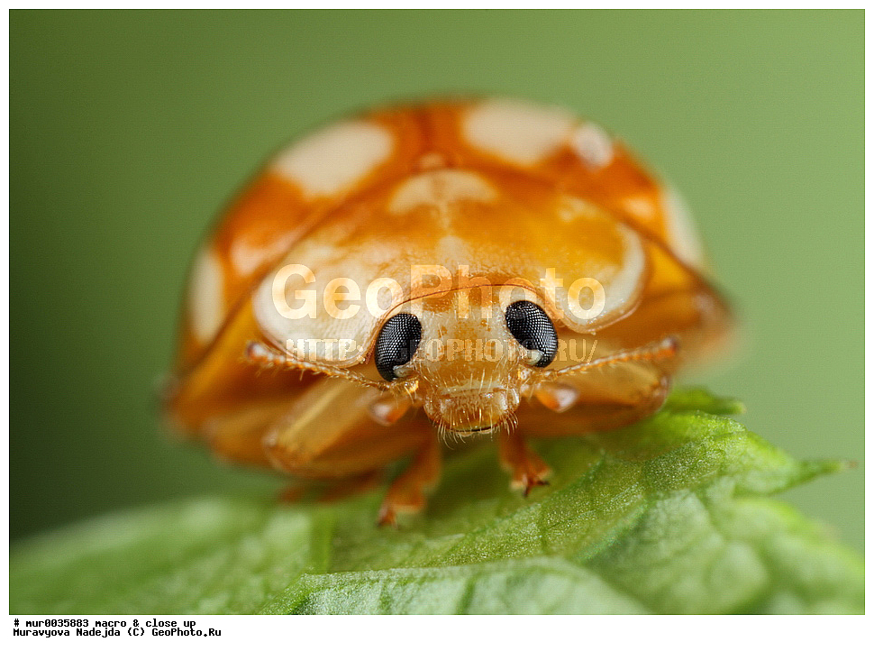 �����������, ���������, �����, ��������������, �������������, ��������������