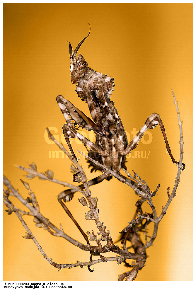 �����������, ���������, �����, ��������������, �������������, ��������������