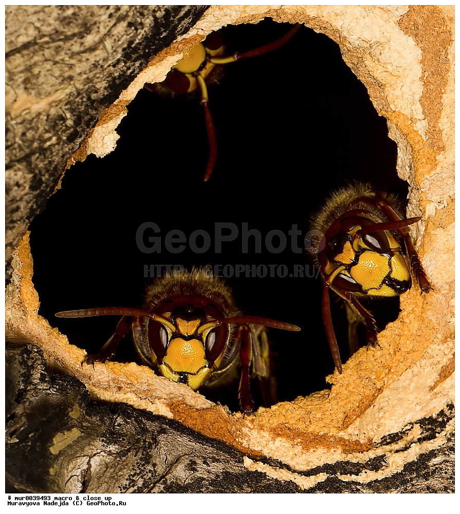 �����������, ���������, �����, ��������������, �������������, ��������������