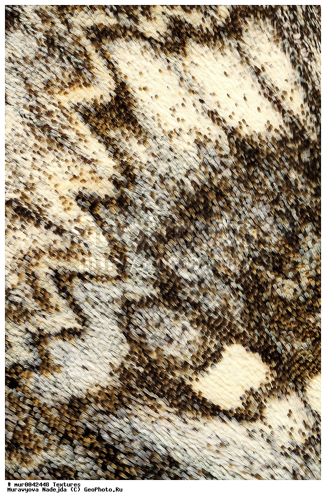 �������, ��������, ��������, ���������, ���������, �����������, �������, �������, XYZ,  �����-����������, �������, Erebidae, ���������� �������, ������������ ������� ��������� �����, ���������� ������������ �������, Catocala nupta, Phalaena nupta, Catocala unicuba, ��������������, �������������, ��������������