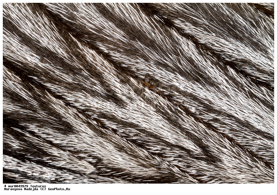 �������, ��������, ��������, ���������, ���������, �����������, �������, �������, XYZ, ��������, Notodontidae, ������ �������, ��������� ���������, Cerura vinula, Dicranura vinula, ��������������, �������������, ��������������