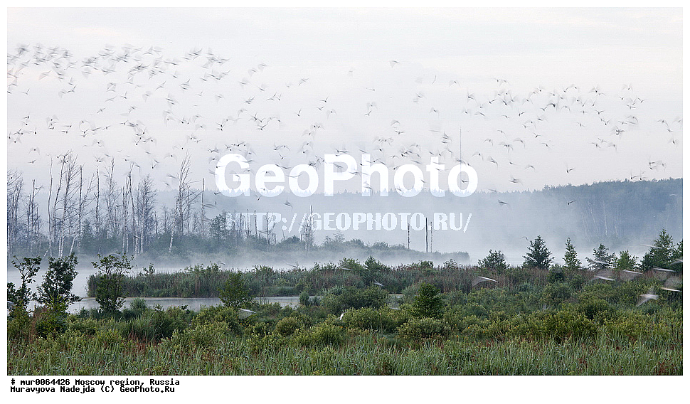 �����������, ���������� �������, ������� ������, ������, ������