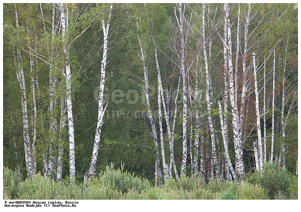 �����������, ���������� �������, ������� ������, ������, ������