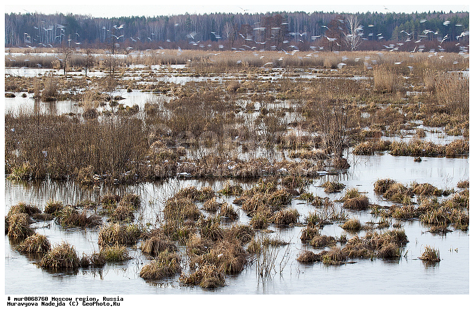 �����������, ���������� �������, ������� ������, ������, ������