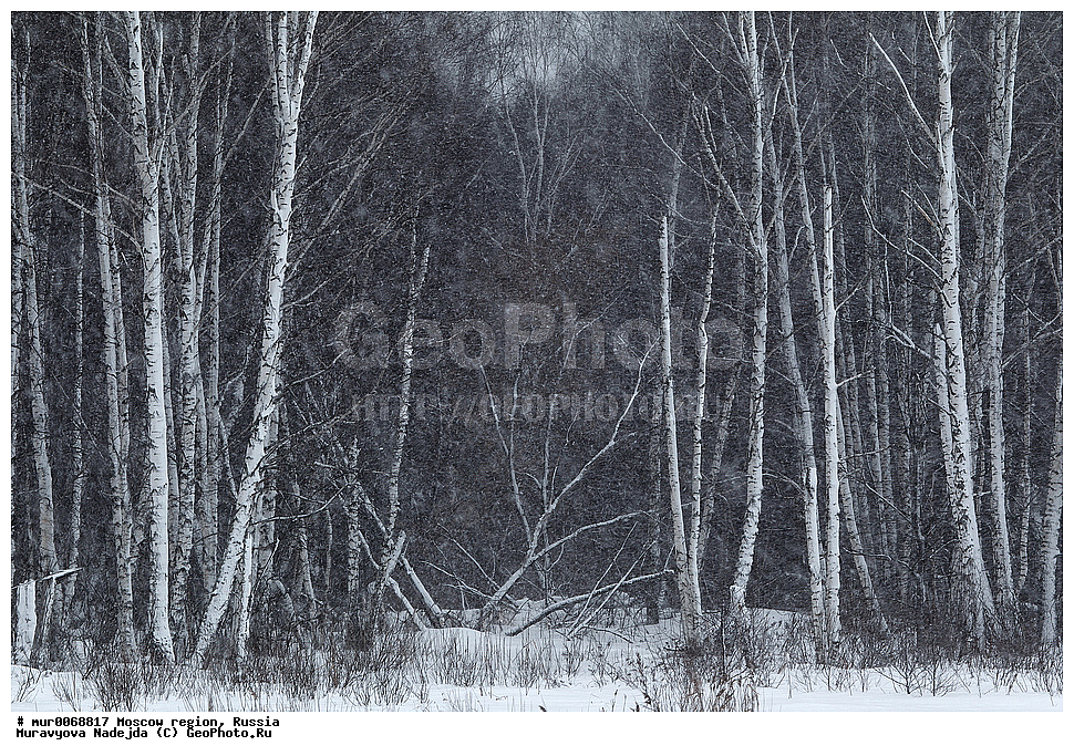 �����������, ���������� �������, ������� ������, ������, ������